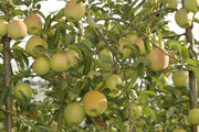 miniature de pomme du verger