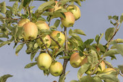 miniature de pomme du verger de la blottiere