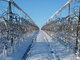 Pommiers et neige