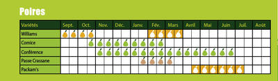 calendrier variétal poire