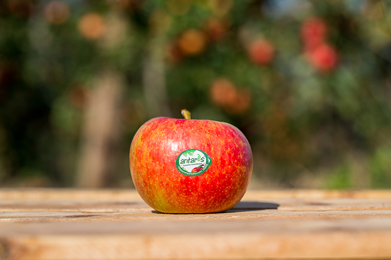 choisir-conserver-pomme