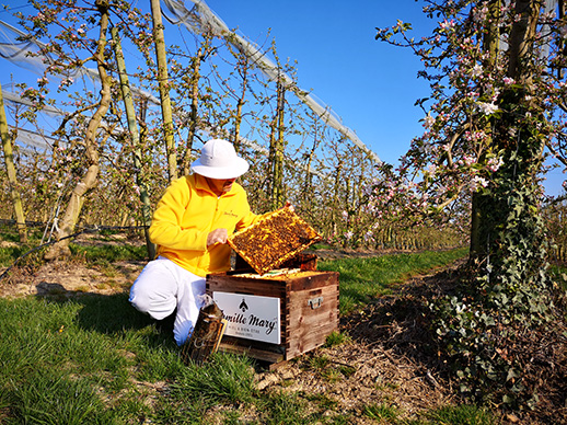 pollinisation