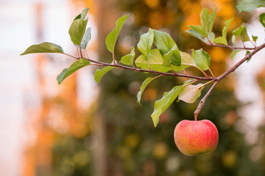 Parcours d'une pomme