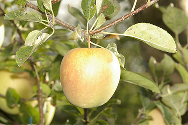 pomme