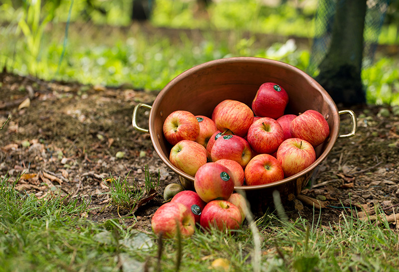 Tout savoir sur la pomme