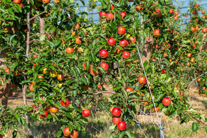 verger pommes